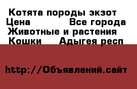 Котята породы экзот › Цена ­ 7 000 - Все города Животные и растения » Кошки   . Адыгея респ.